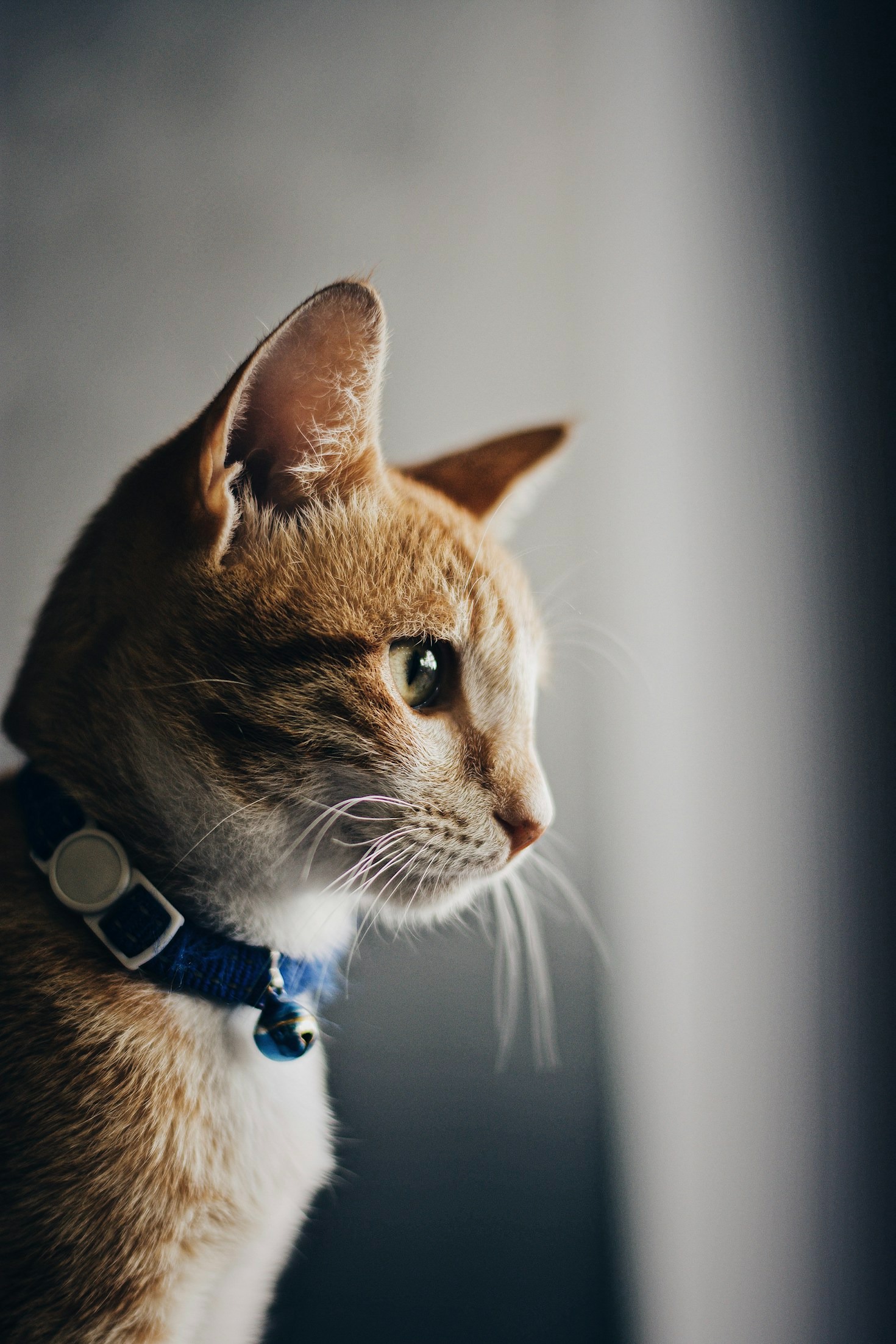 The Impact of Trap-Neuter-Return on Cat Populations