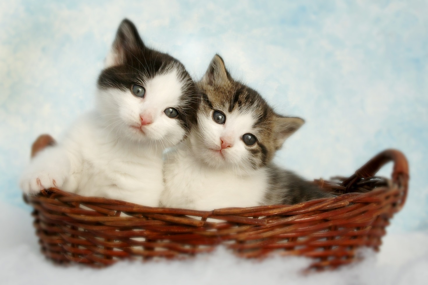 How Volunteers Drive Our Cat Rescue Mission