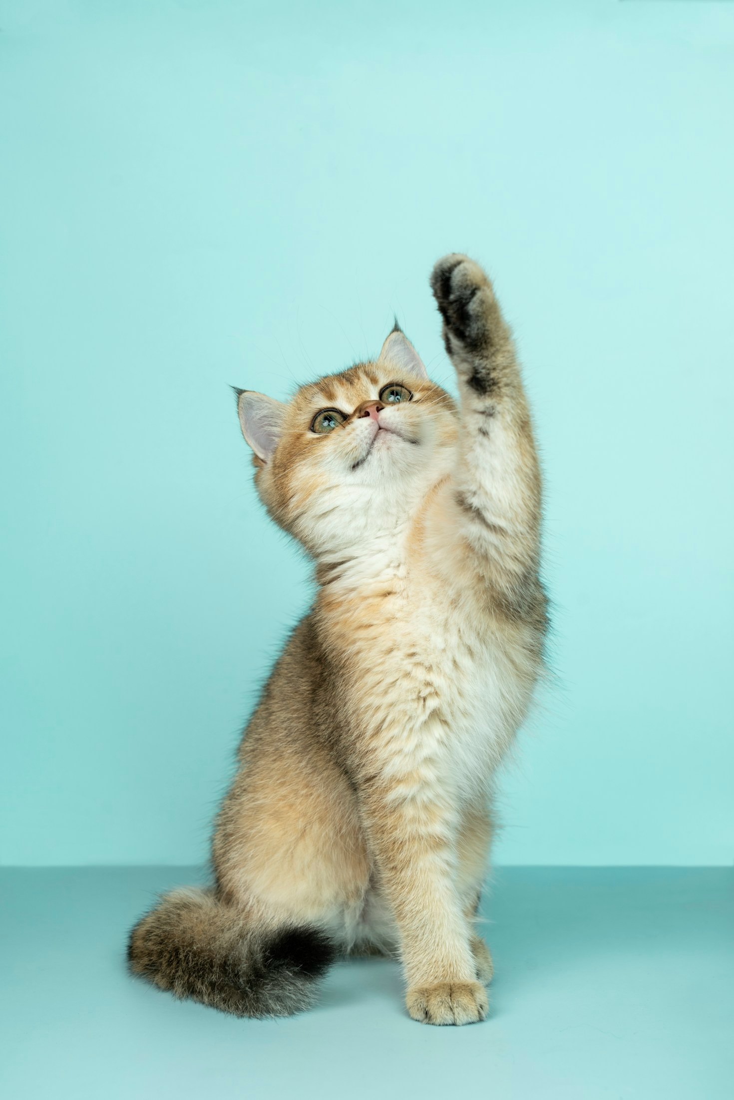 The Journey of a Barn Cat: From Streets to Safety