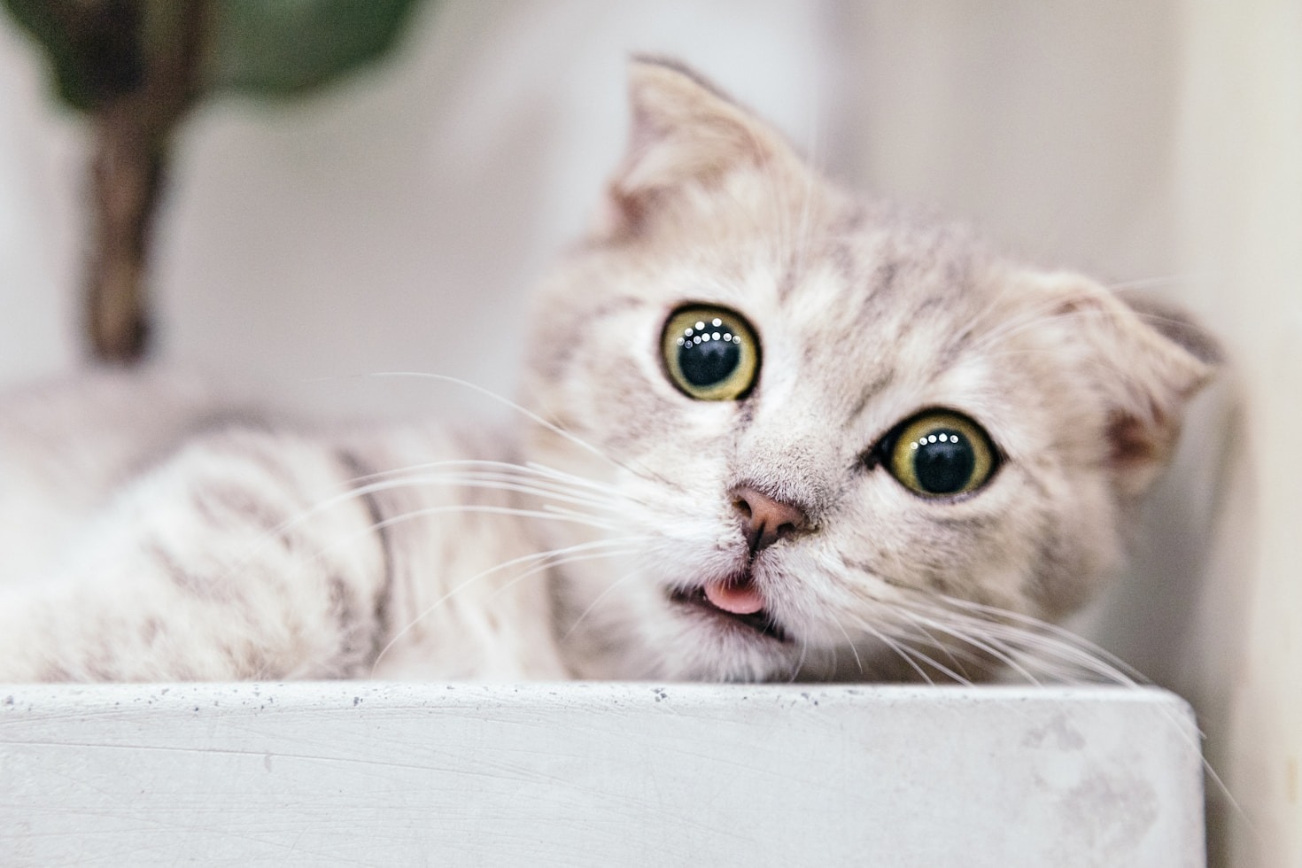 Barn Patrol Incorporated: Advocating for Stray Cats