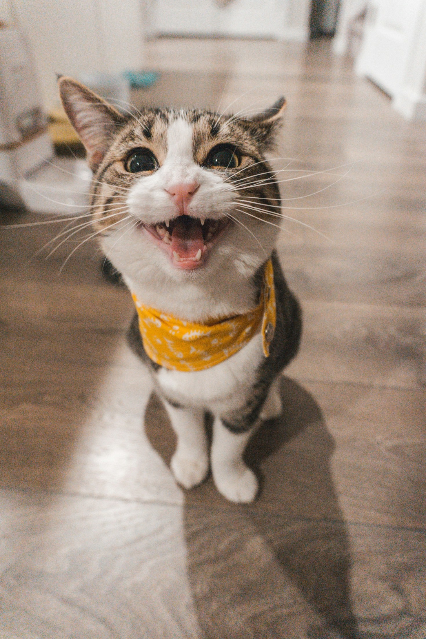 Educating Pet Owners on Affordable Care Options
