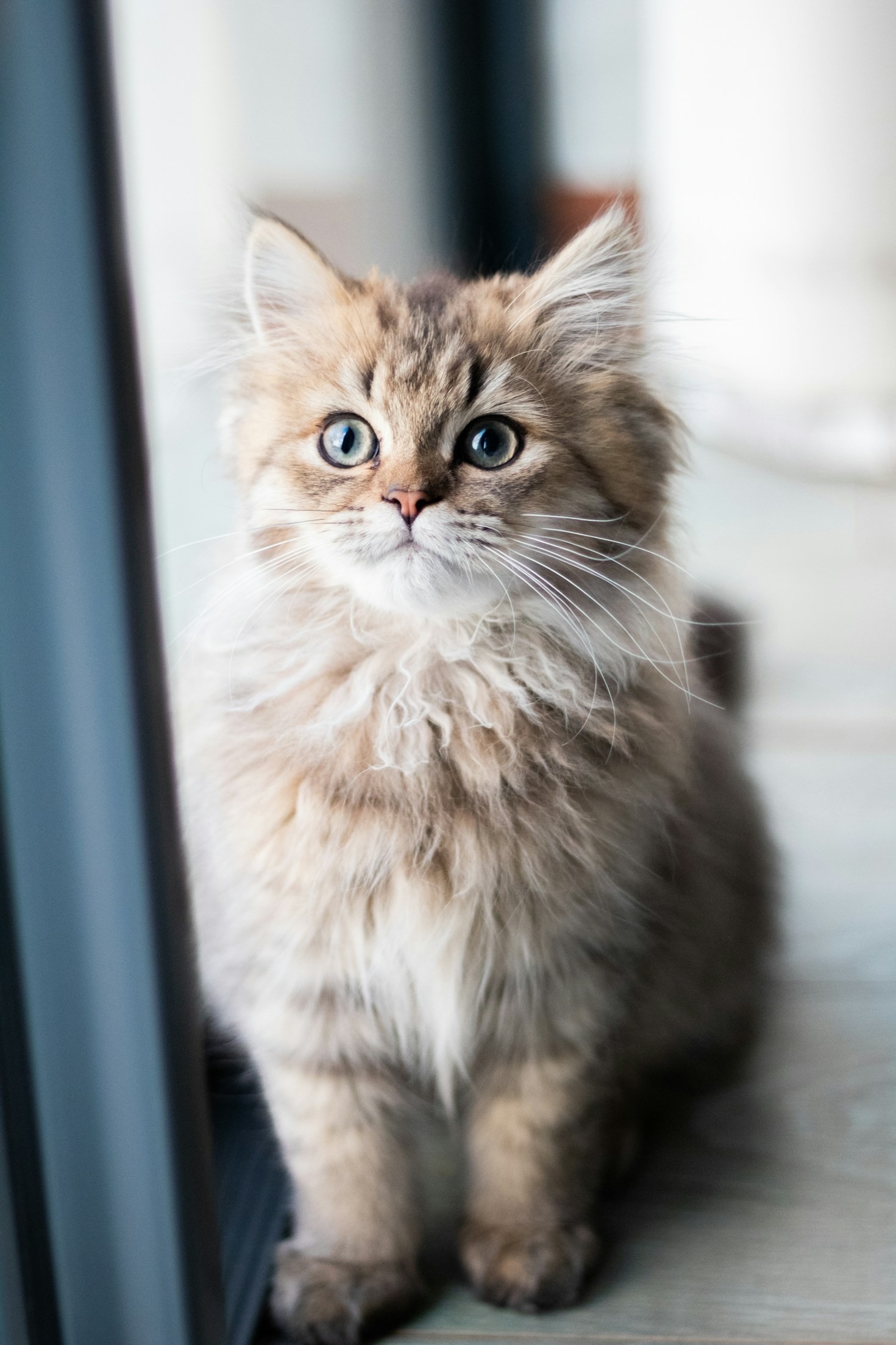 A Volunteer Perspective: Saving Cats Through Action